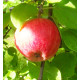 Omenapuu 'July Red' (Malus domestica 'July Red')